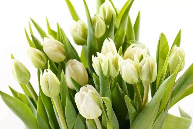 Букеты,  тюльпаны к 8 марта оптом и в розницу 2