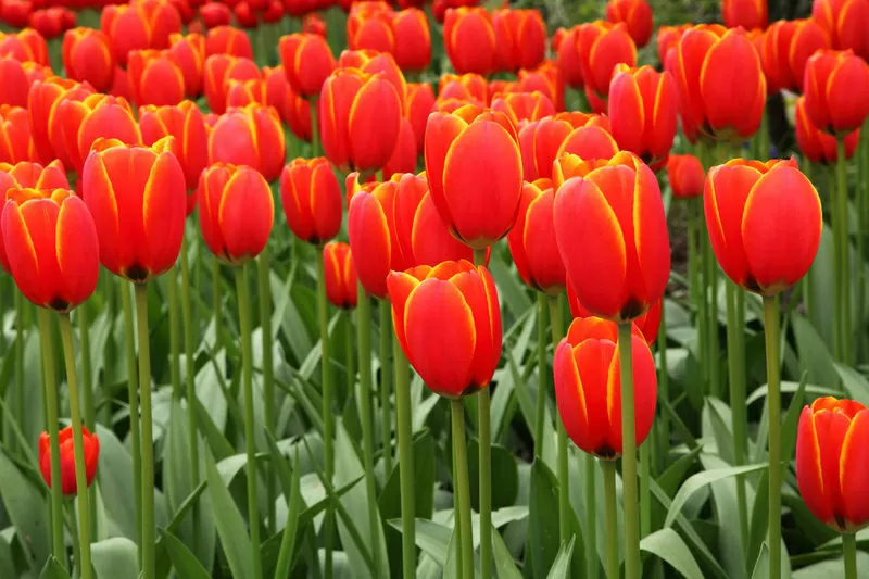 Букеты,  тюльпаны к 8 марта оптом и в розницу 3