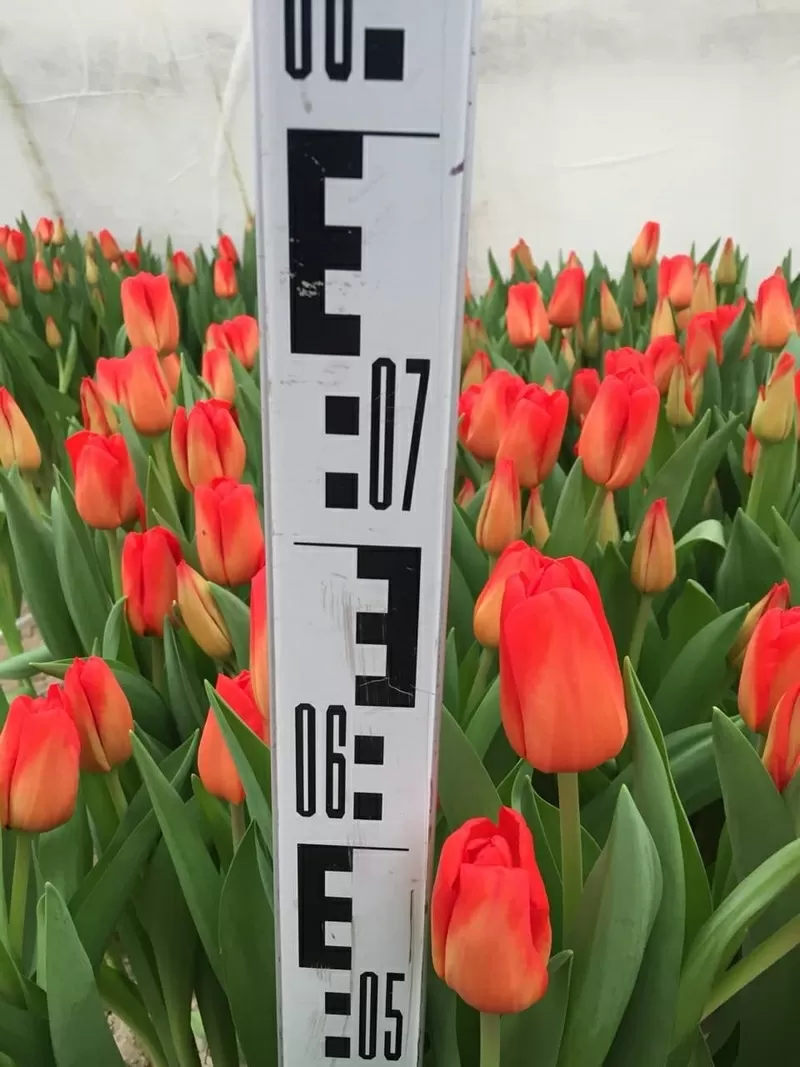 Букеты,  тюльпаны к 8 марта оптом и в розницу 8