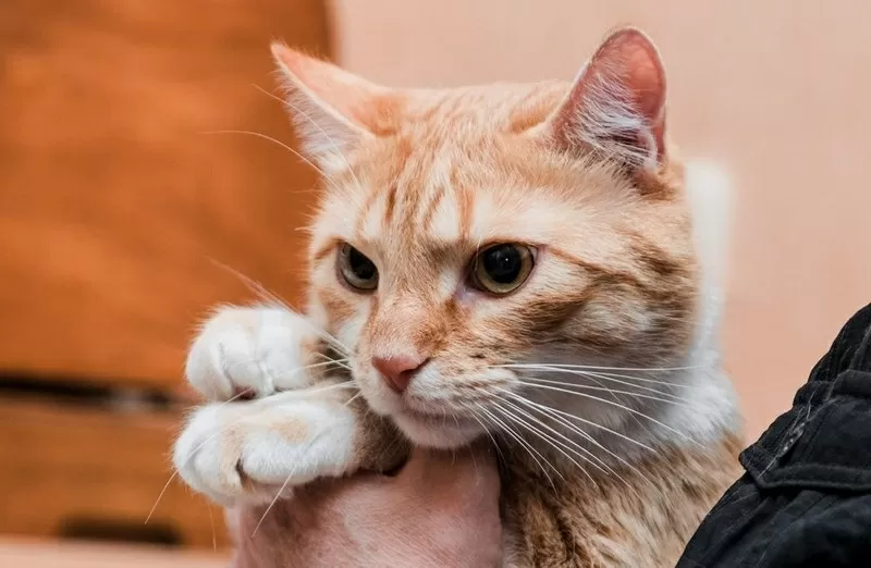 Мирон - брутальный рыжий котище в дар 3