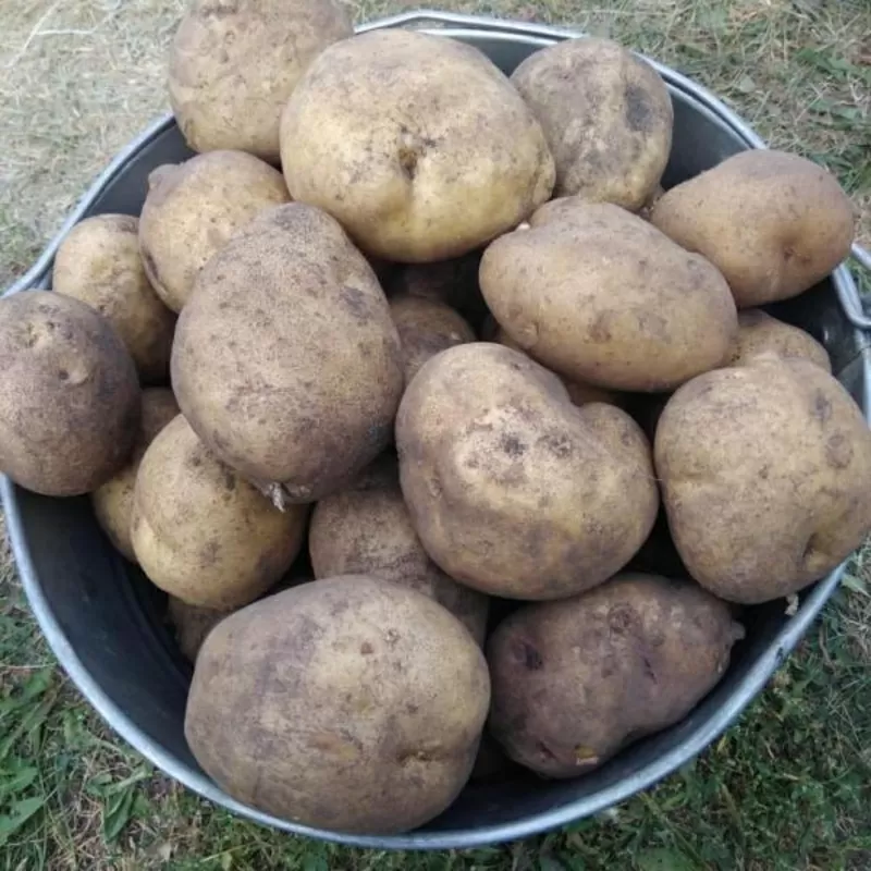 Продам излишки домашнего картофеля в Минске 2