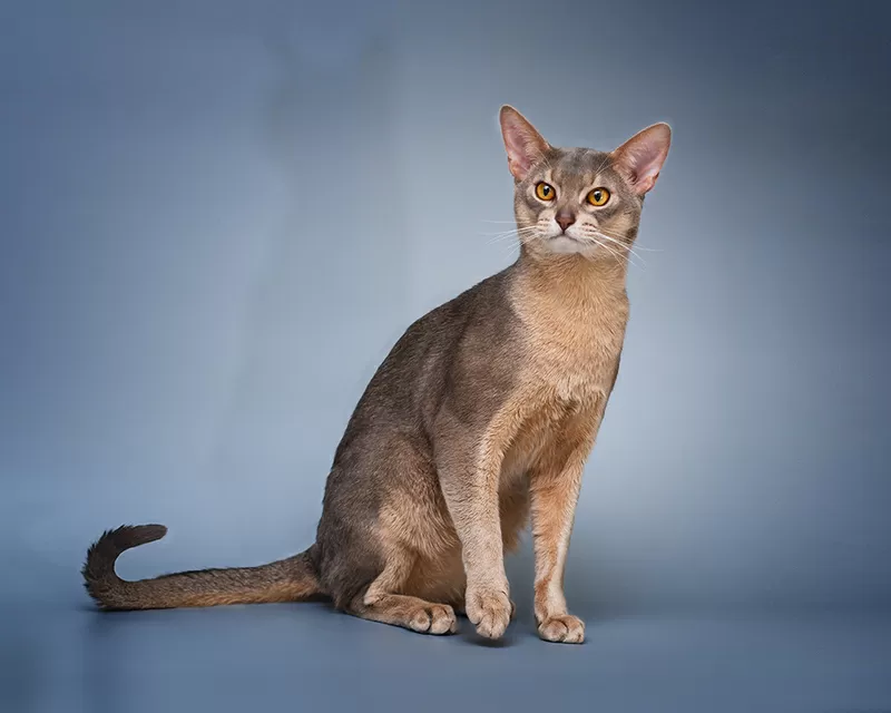 Абиссинский кот. Вязка. 2