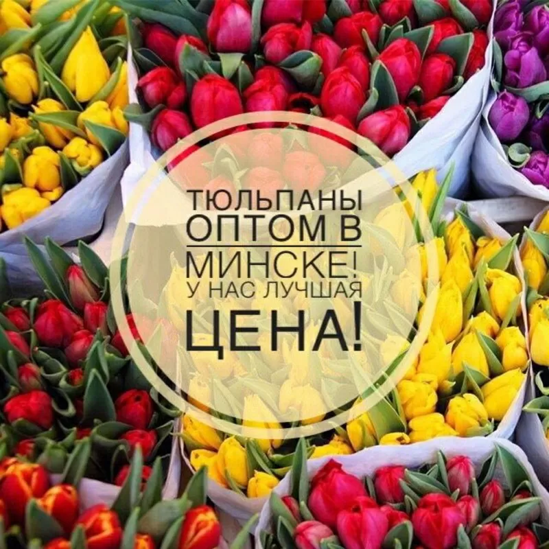 Тюльпаны оптом склад в Минске. Смотри!