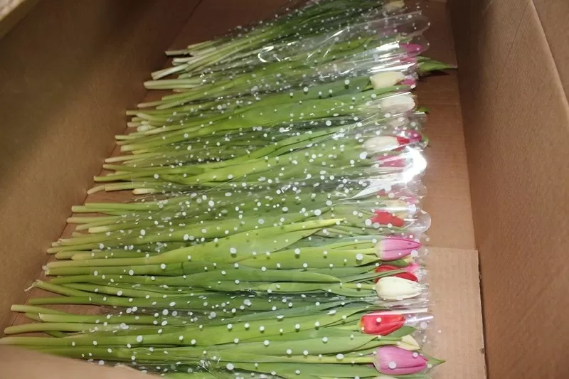 Великолепные Букеты тюльпанов к 8 марта оптом недорого 3