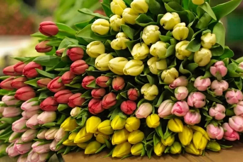 Тюльпаны в ассортименте оптом и в розницу. 2