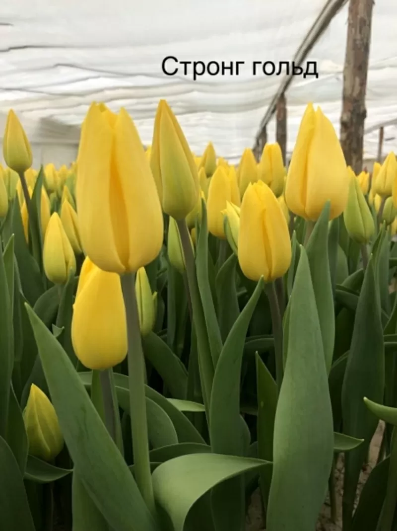 Тюльпаны в ассортименте оптом и в розницу. 5
