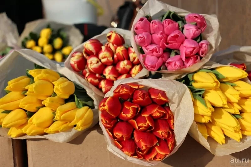 Тюльпаны выгодно оптом в Минске к празднику . 2
