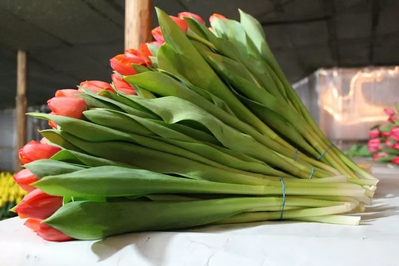Тюльпаны голландские оптом к 8 Марта. 5