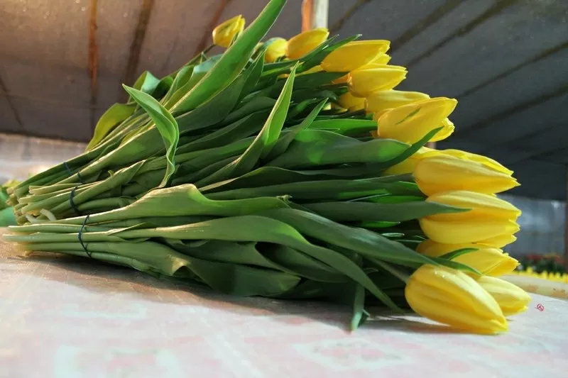 Букеты из тюльпанов Экстра класса к 8 марта,  предзаказ 4