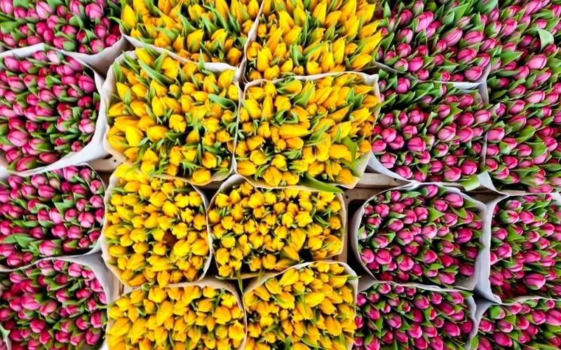 Тюльпаны нежные весенние цветы оптом в Минске 2