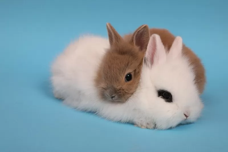 Необычные крошки кролики с ладошку