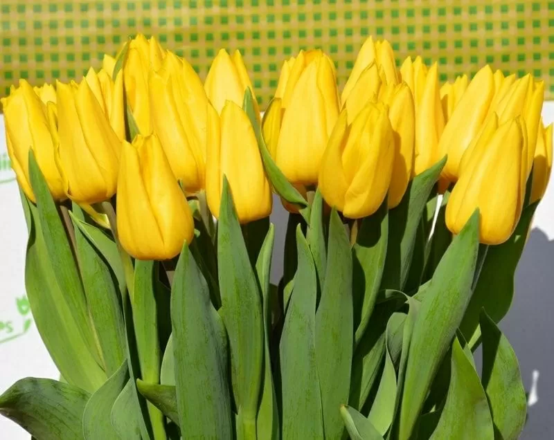 Букеты из элитных тюльпанов к 8 марта,  предзаказ 5