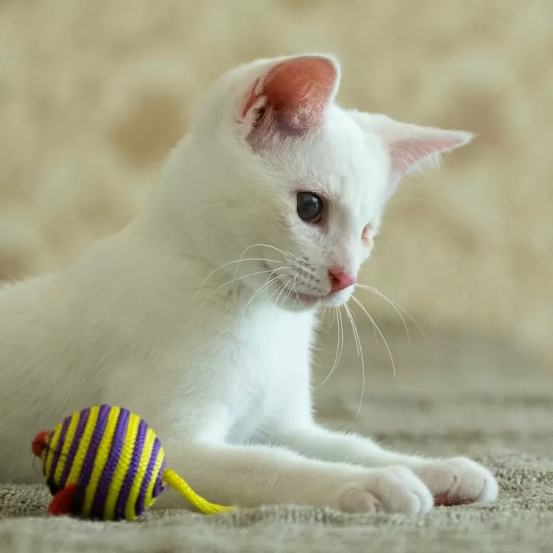 Альф- белый котенок  в дар 4
