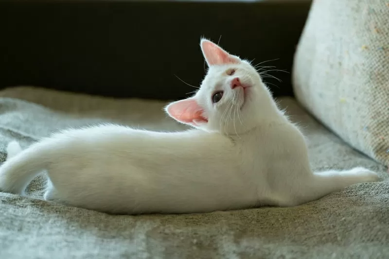 Альф- белый котенок  в дар 5
