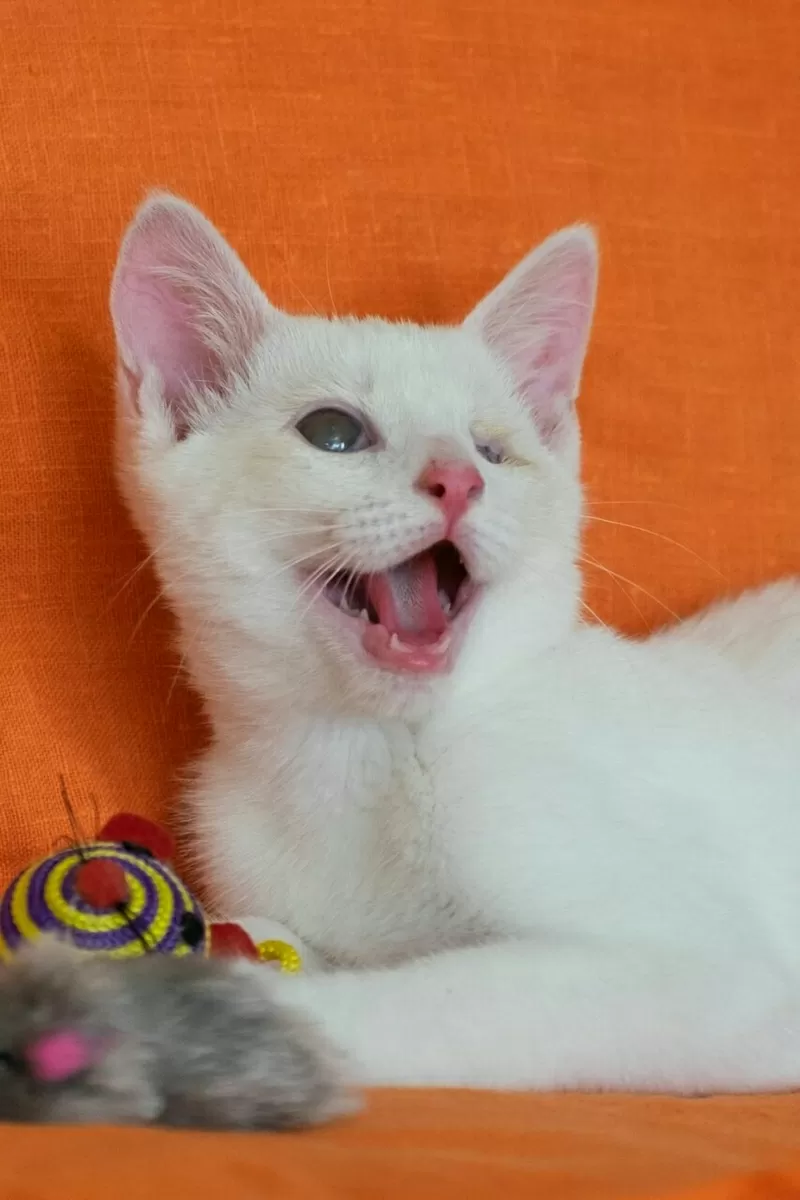 Альф- белый котенок  в дар 3