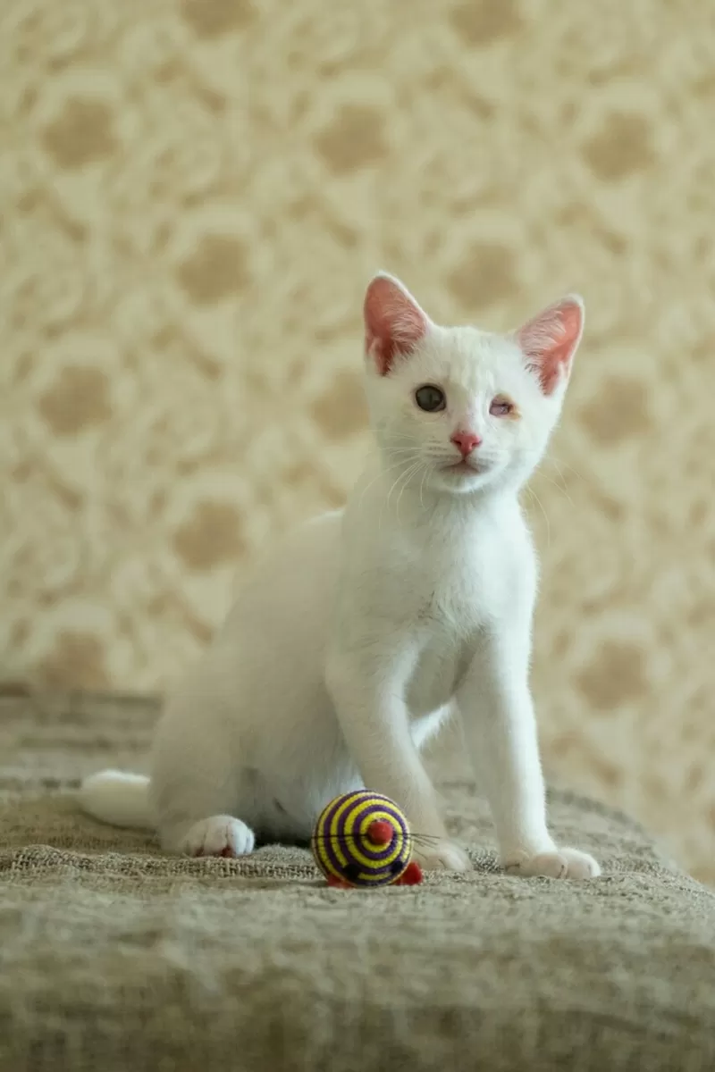 Альф- белый котенок  в дар 6