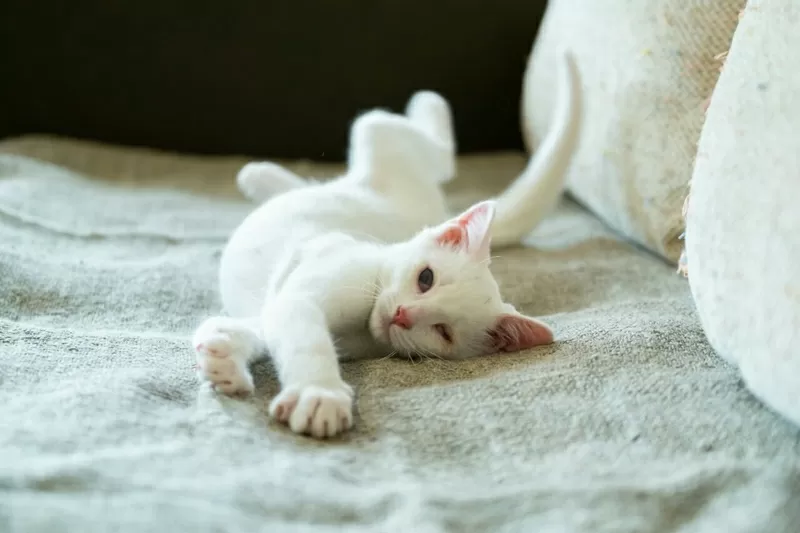 Альф- белый котенок  в дар 7