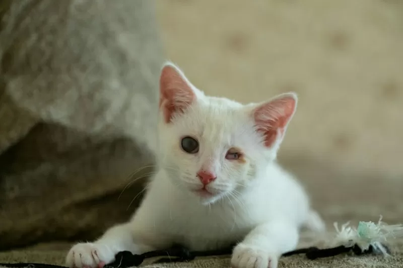 Альф- белый котенок  в дар 8