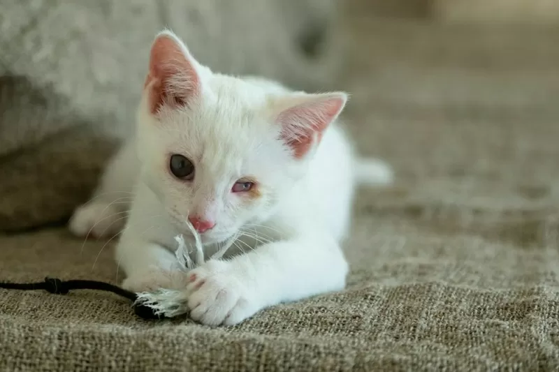 Альф- белый котенок  в дар 9