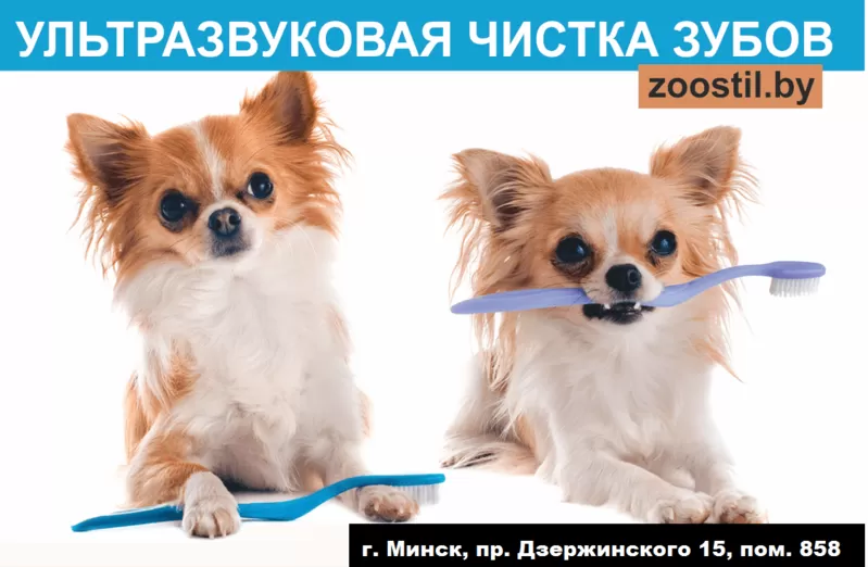 Ультразвуковая чистка зубов у собак. Без наркоза.