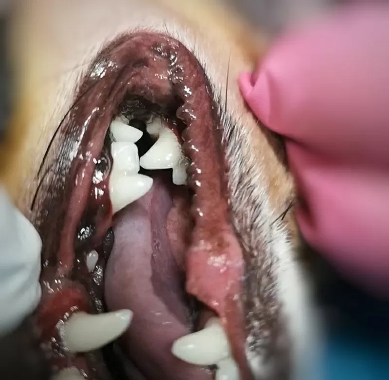 Ультразвуковая чистка зубов у собак. Без наркоза. 4