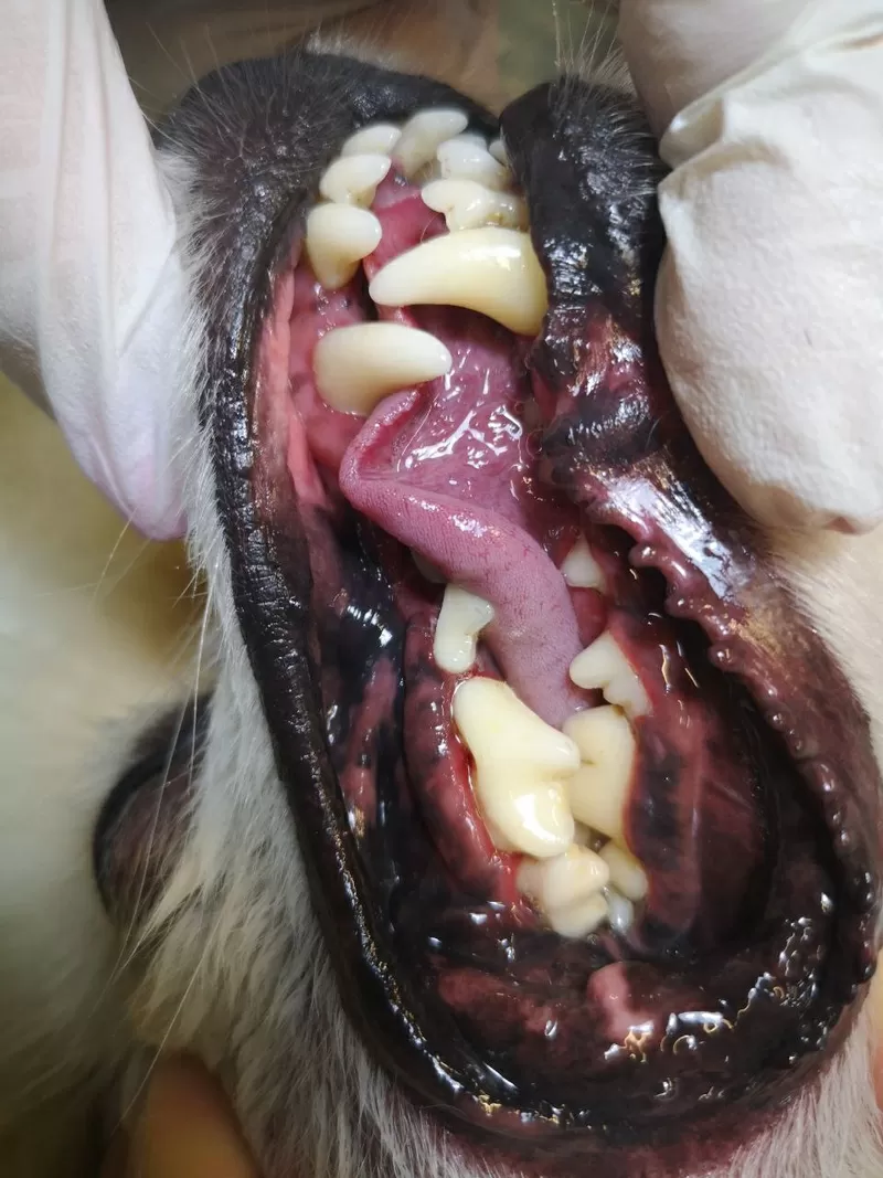 Ультразвуковая чистка зубов у собак. Без наркоза. 5