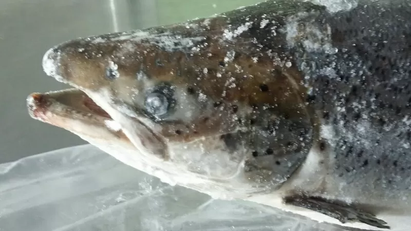 Организация продает оптом  замороженный  лосось атлантический ПСГ Чили 2