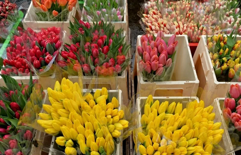 Тюльпаны свежие оптом и в розницу к 8 марта. 2