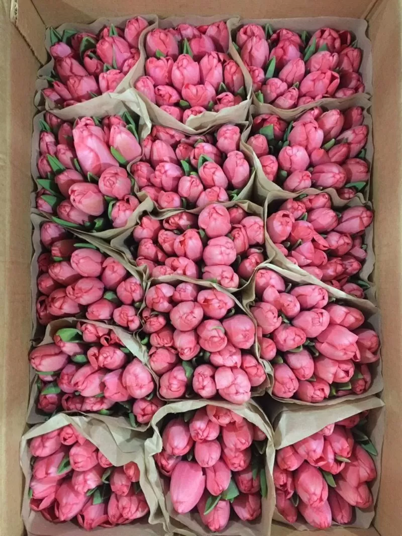 Тюльпаны оптом со склада в Минске 3