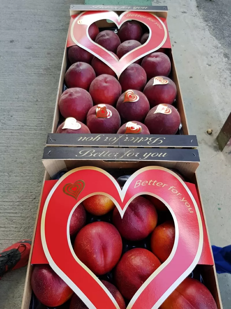Продаем круглый персики от производителей. 3