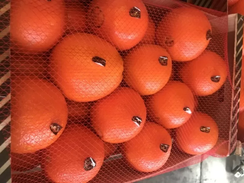 Продаем апельсины от производителей 2