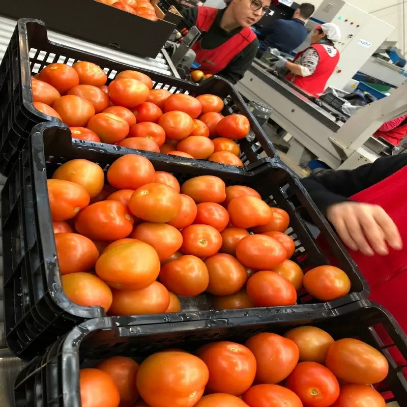 Продаем томаты от производителей 2
