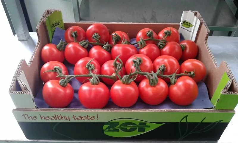 Продаем томаты от производителей 3
