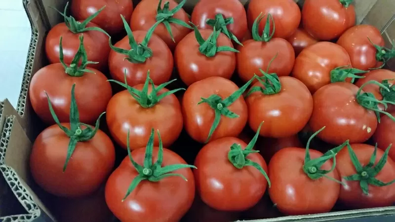 Продаем томаты от производителей 4