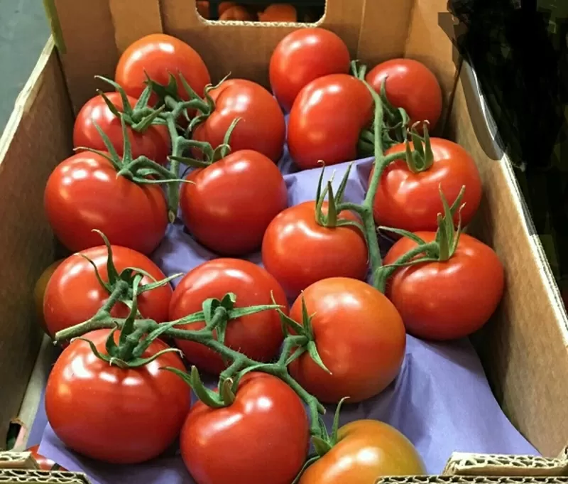 Продаем томаты от производителей 5