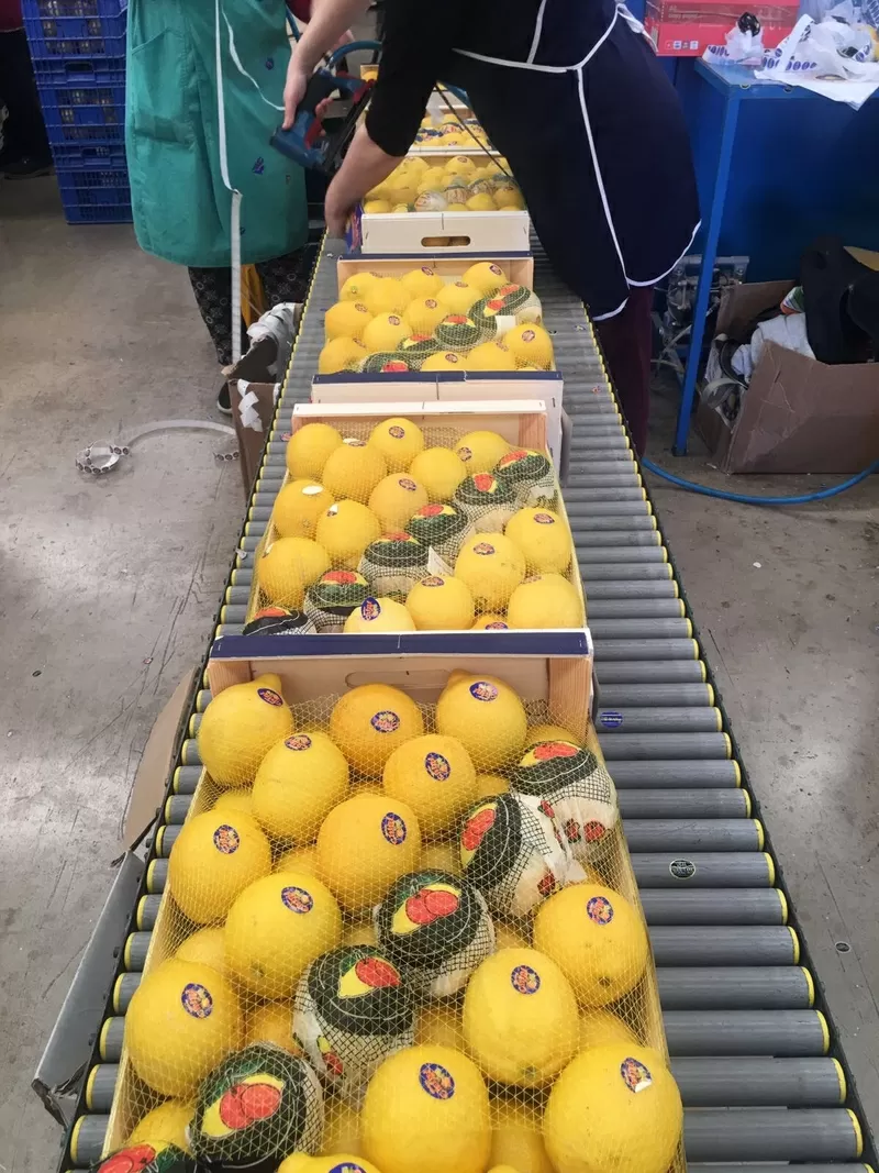 Продаем лимоны от призводителей 5