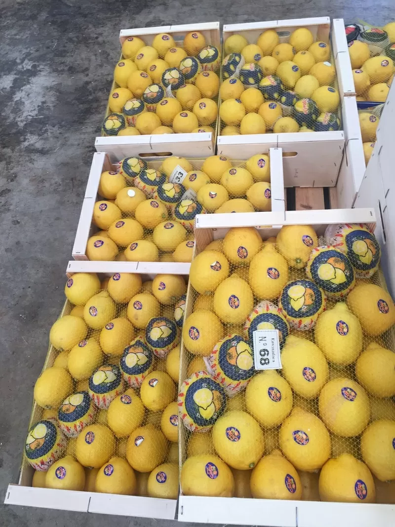 Продаем лимоны от призводителей 6
