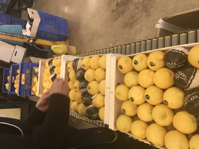 Продаем лимоны от призводителей 7