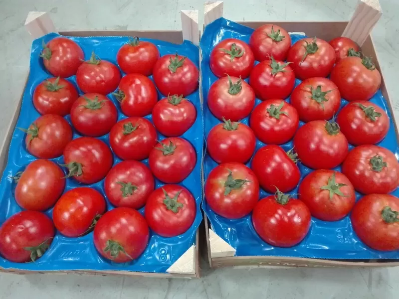 Продаем томаты от производителей 6