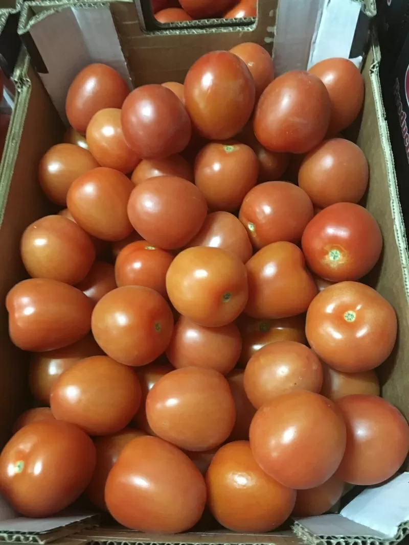 Продаем томаты от производителей 7