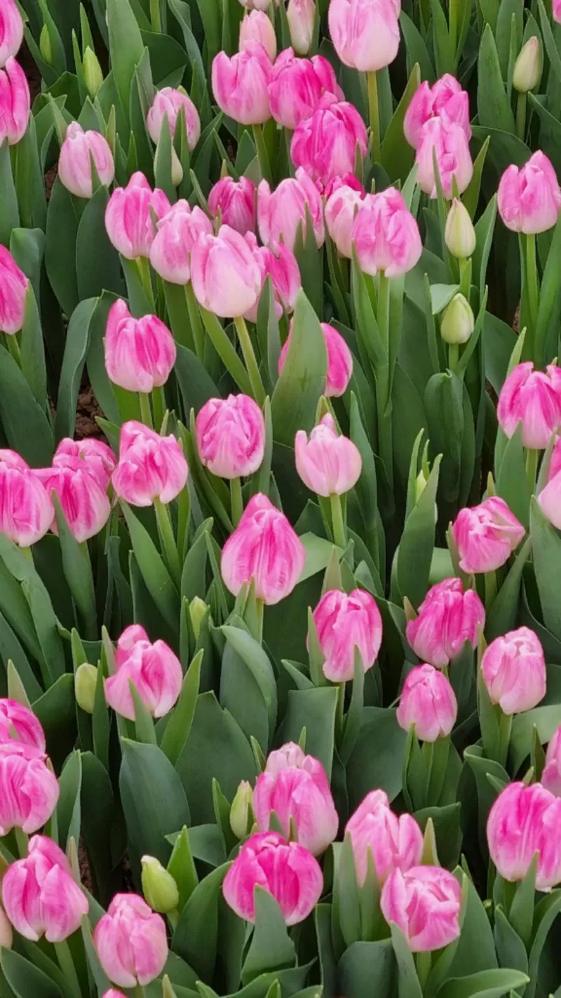Тюльпаны розовые сорт Supermodel оптом Цена: 1, 26 руб. 2