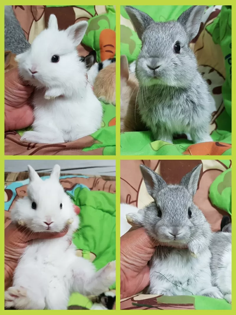 Карликовые кролики., миниушастики. 3