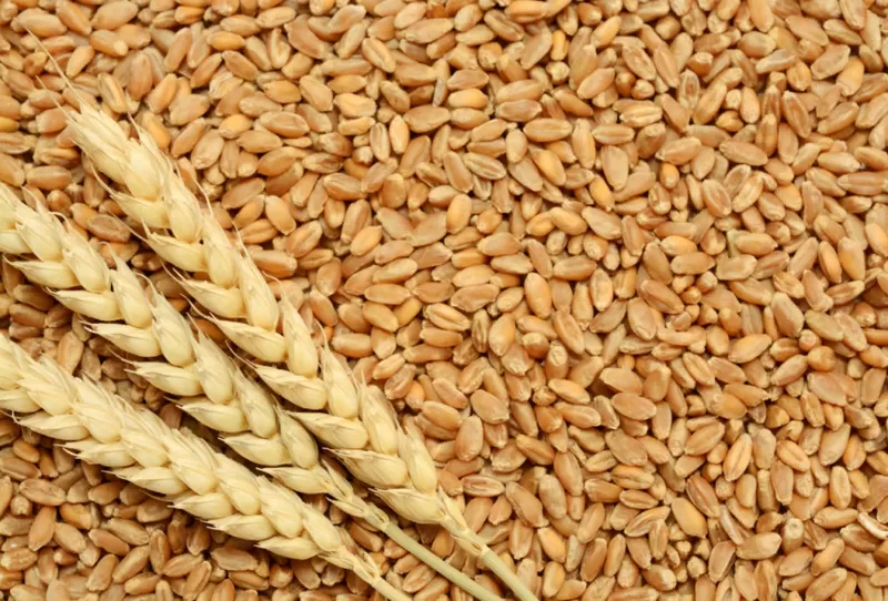 Пшеница,  купить зерно в Минске с Доставкой 2