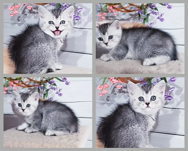 Котенок шиншилленок, шотландский.