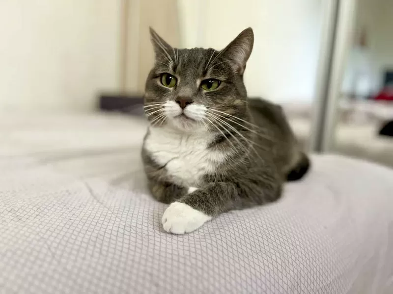 Замечательная кошечка Лёня в дар 3