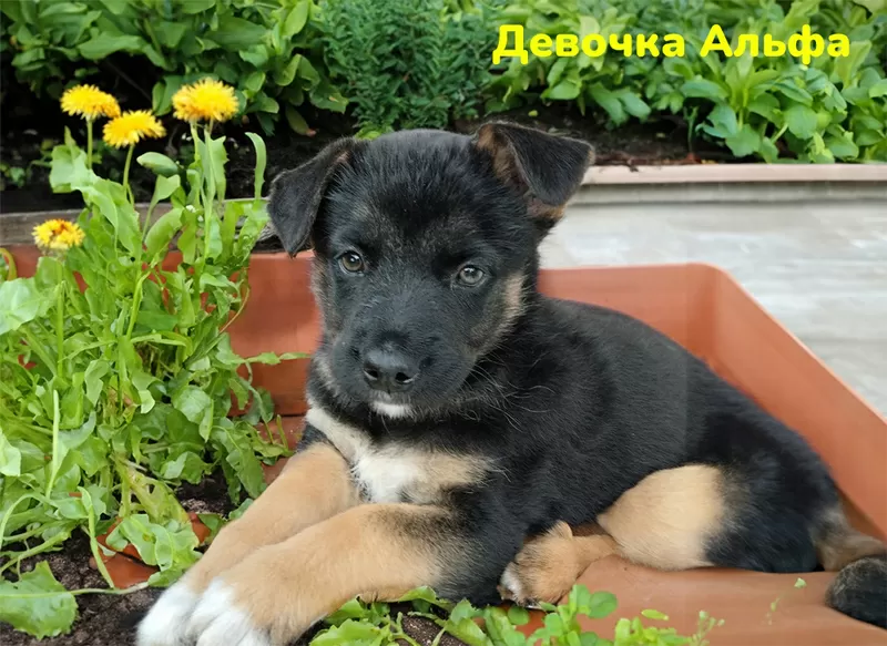 Очаровательные щенки срочно ищут дом 2