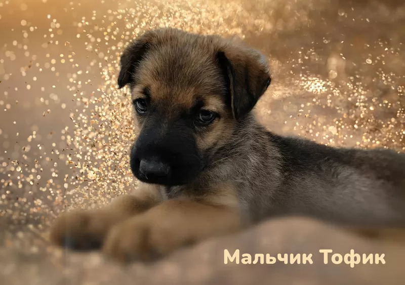 Очаровательные щенки срочно ищут дом 4
