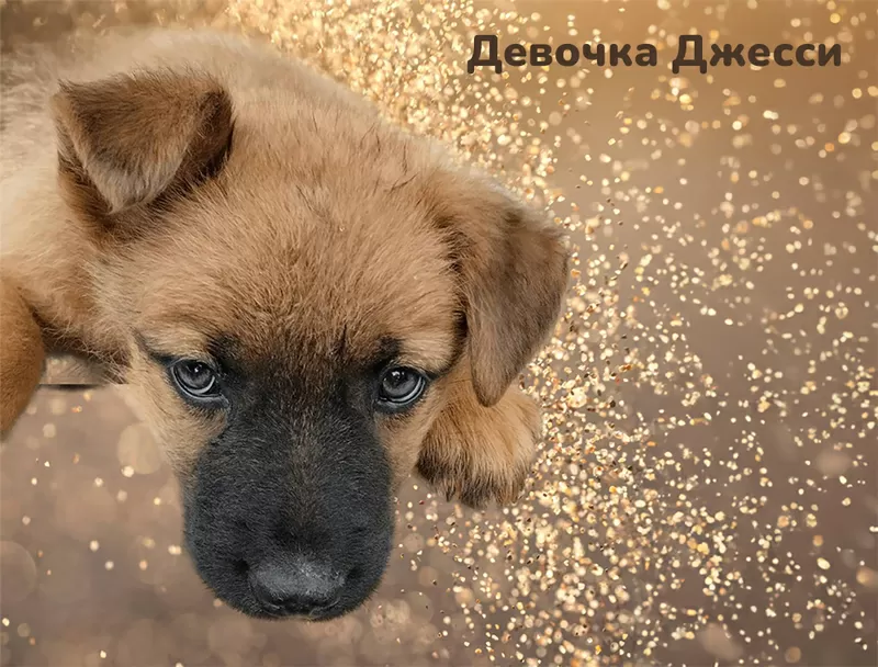 Очаровательные щенки срочно ищут дом 5