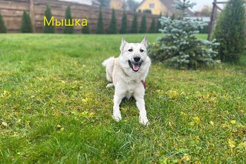 Замечательные молодые лайки в дар 8