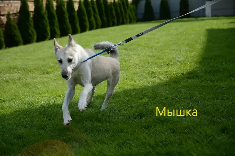 Замечательные молодые лайки в дар 9